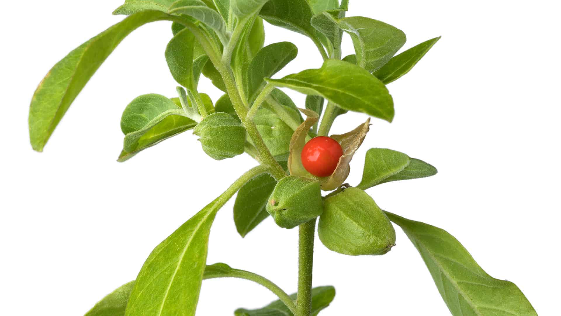 Ashwagandha – die Schlafbeere - your-life.guide